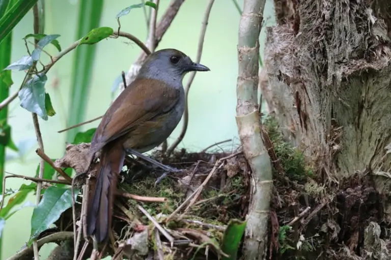 Bagobo babbler