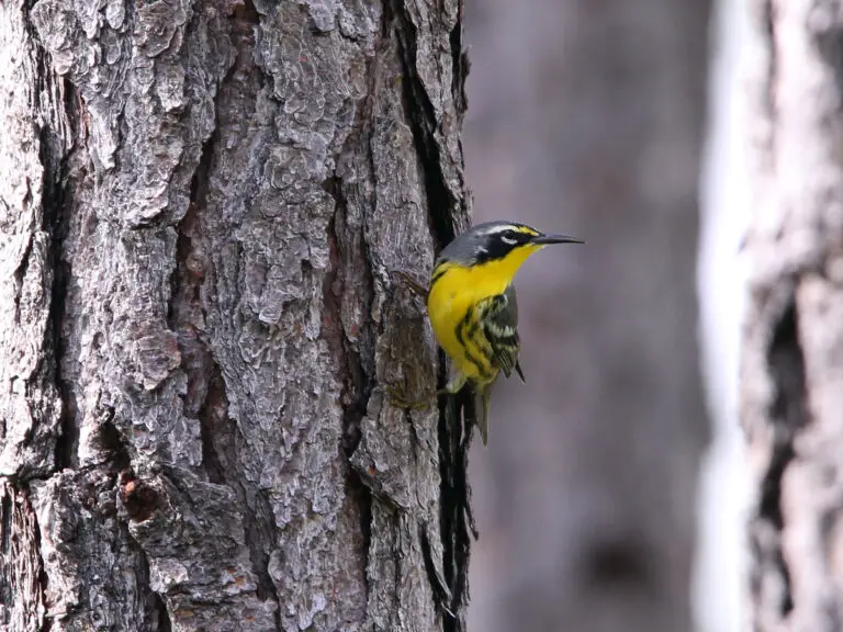 Bahama warbler