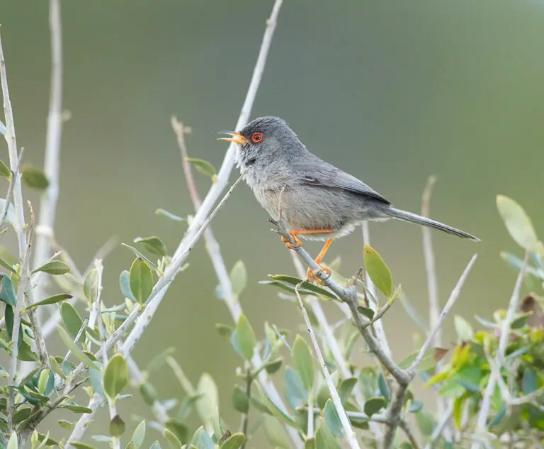 Balearic warbler