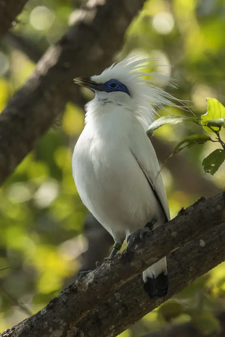 Bali myna