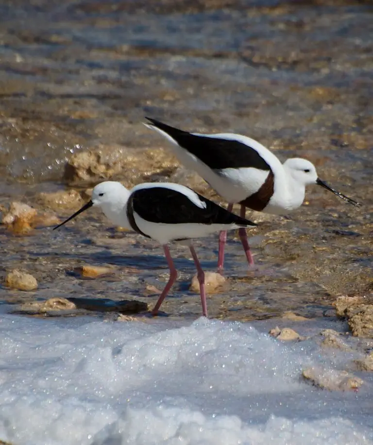 Banded stilt