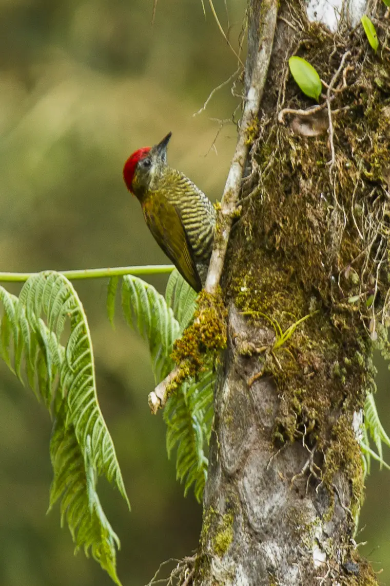 Bar-bellied woodpecker