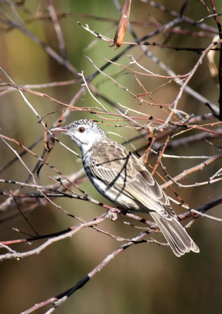 Bar-breasted honeyeater