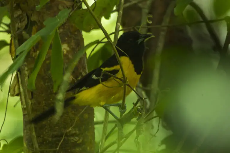 Bar-winged oriole