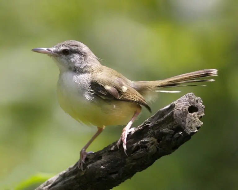 Bar-winged prinia