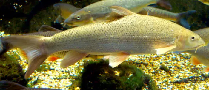 Barbel