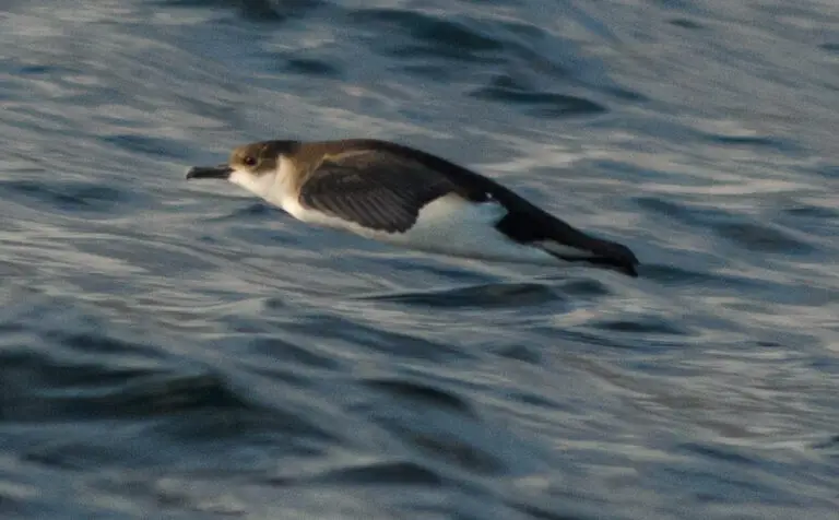 Barolo shearwater