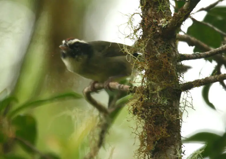 Black-cheeked warbler