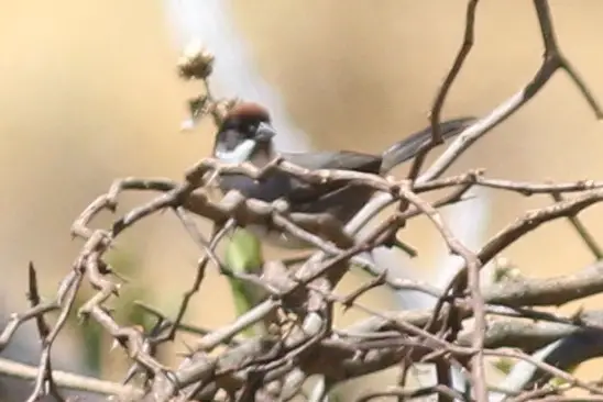 Bay-crowned brushfinch