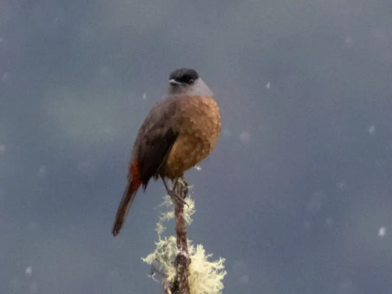 Bay-vented cotinga