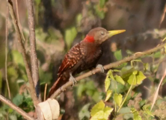 Bay woodpecker