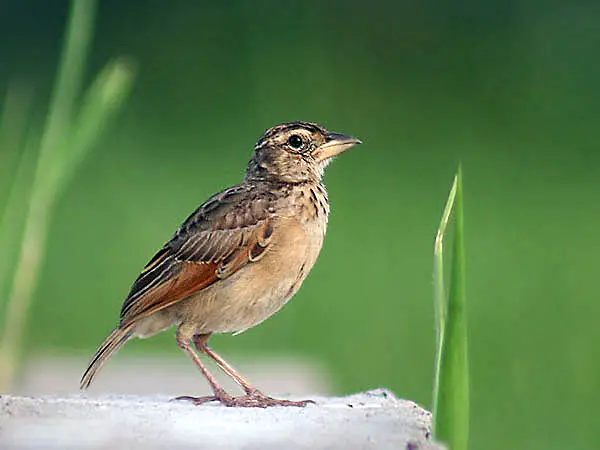 Bengal bush lark