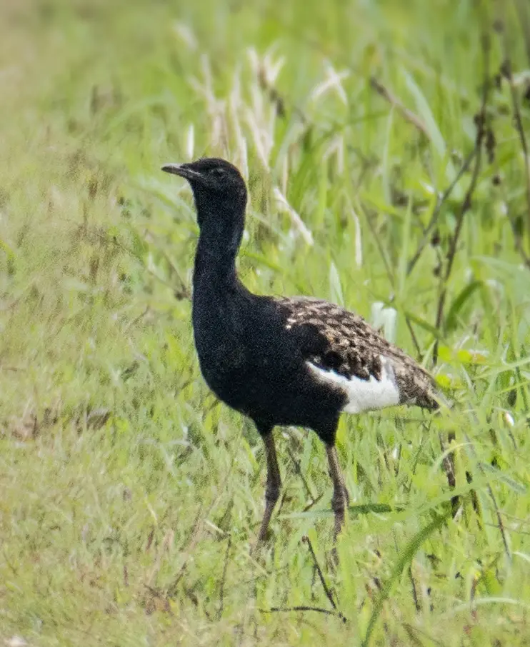 Bengal florican