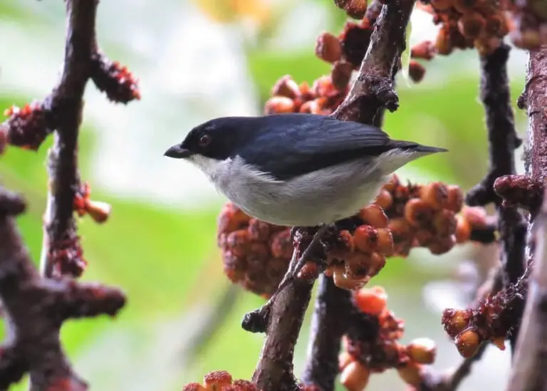 Bicolored flowerpecker