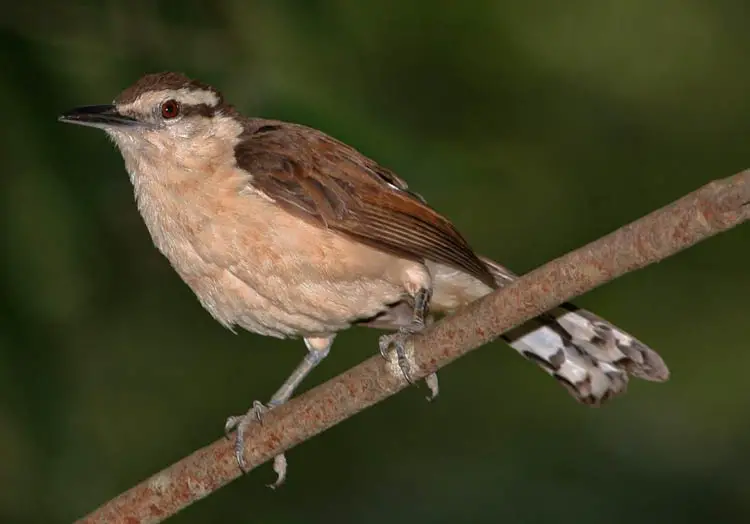 Bicolored wren