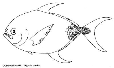 Bigscale pomfret