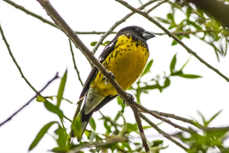 Black-backed grosbeak