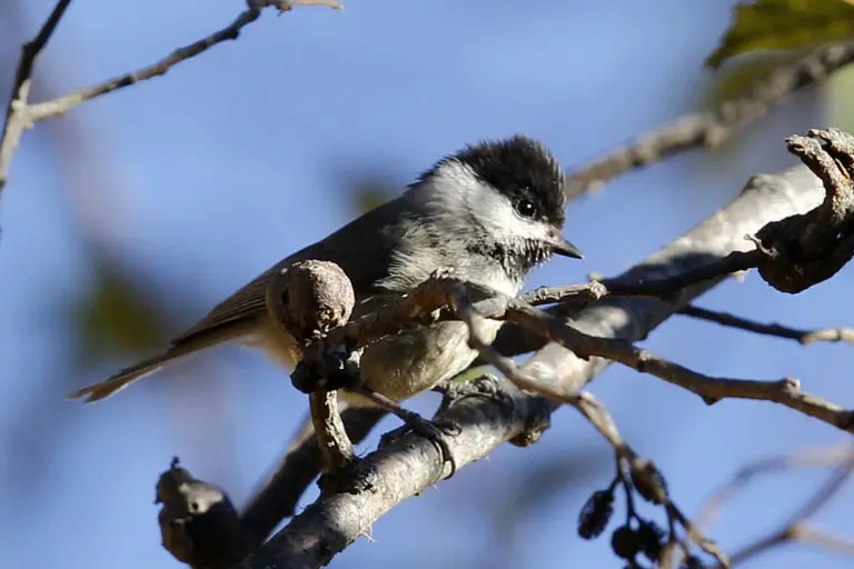 Black-bibbed tit