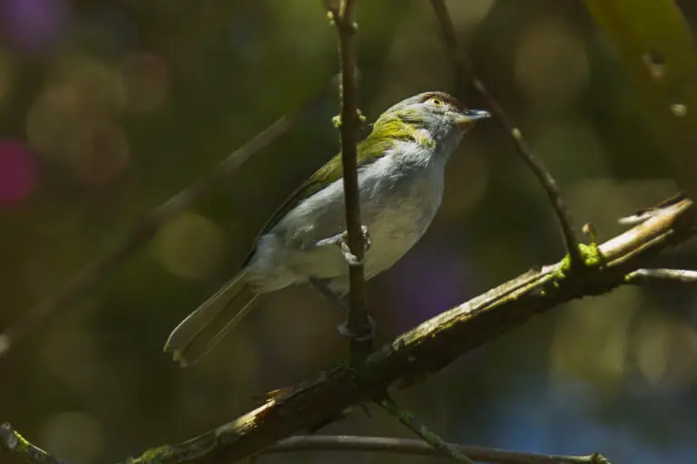 Black-billed peppershrike