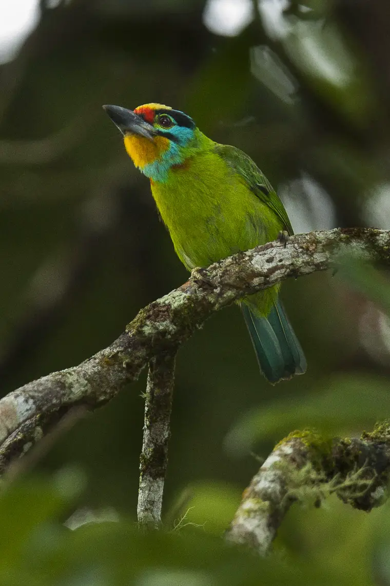 Black-browed barbet