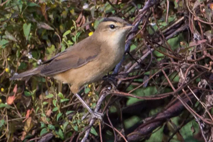 Black-browed reed warbler