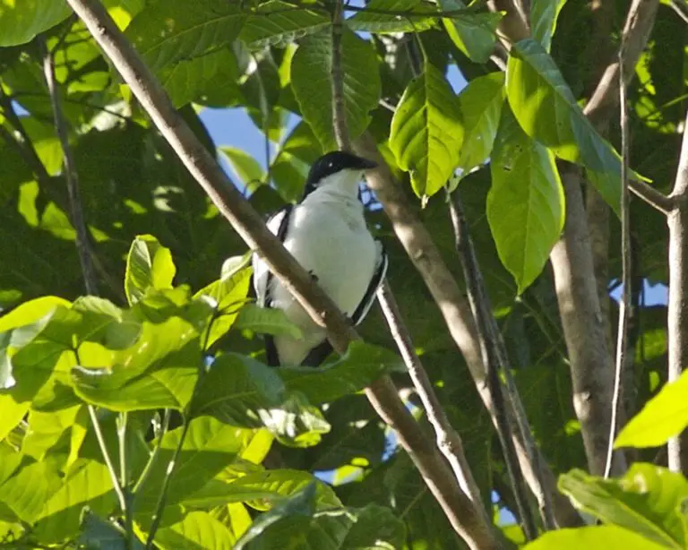 Black-browed triller