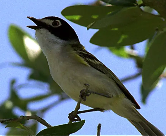 Black-capped vireo