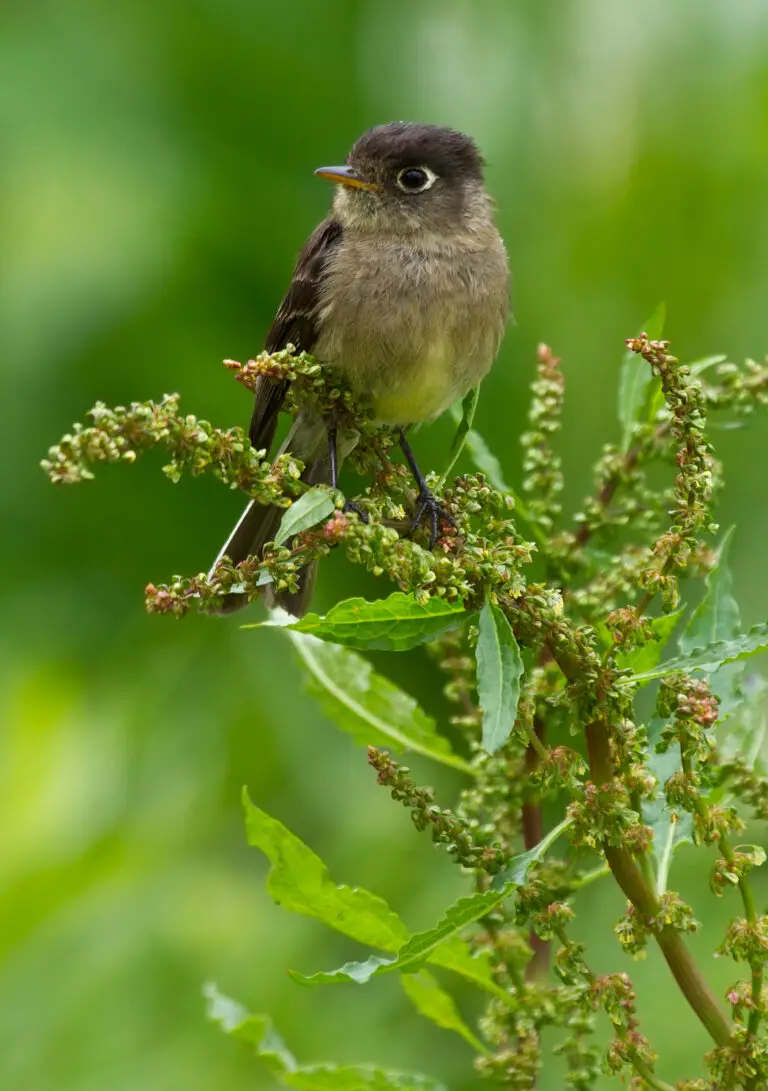 Black-capped flycatcher