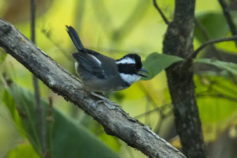 Black-capped sparrow