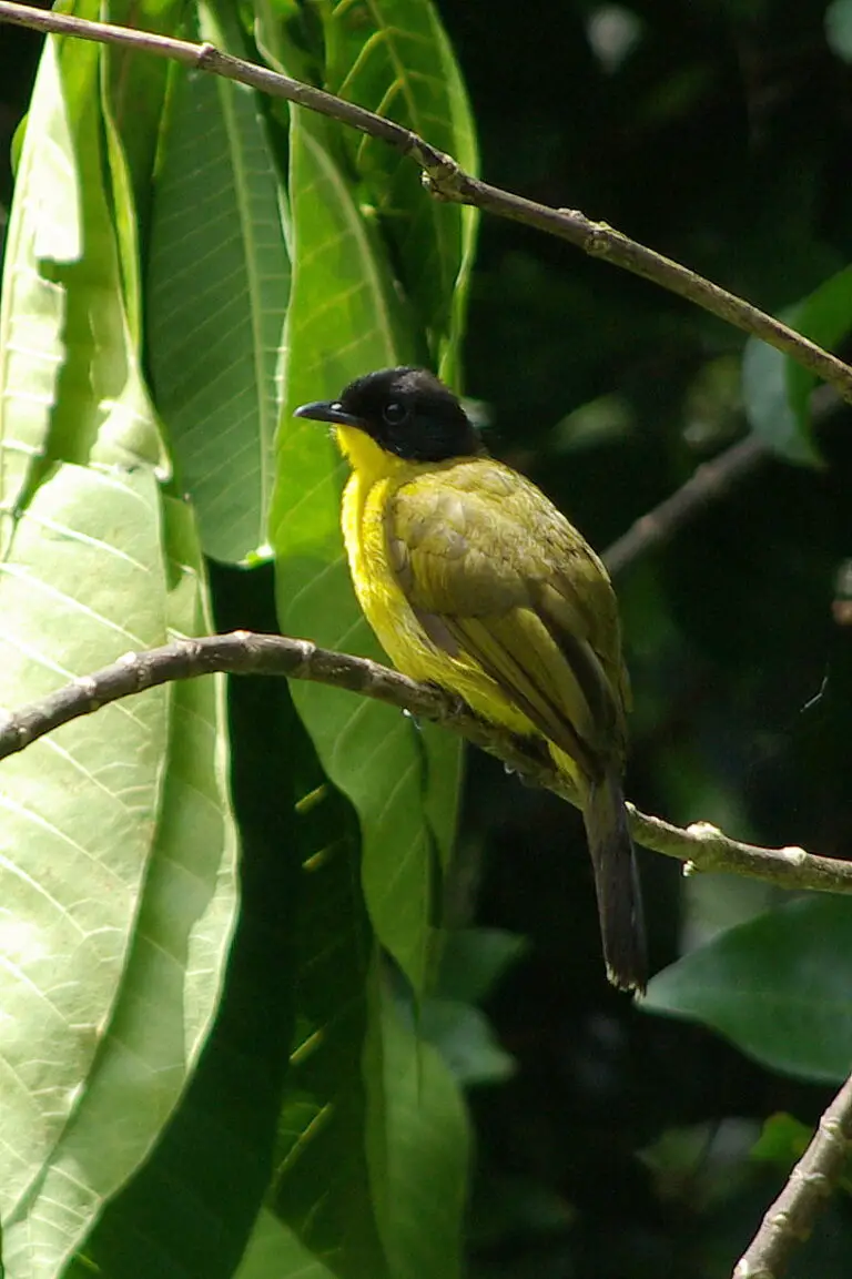 Black-capped bulbul