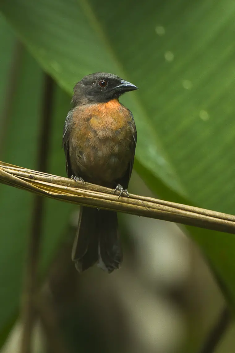 Black-cheeked ant tanager