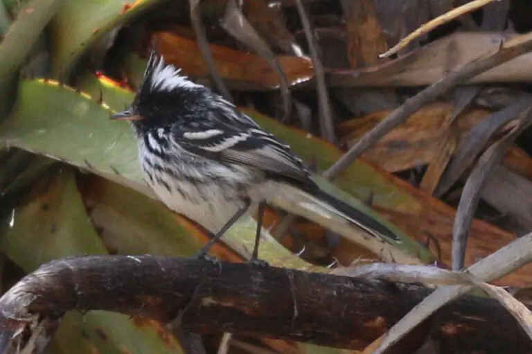 Black-crested tit-tyrant