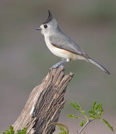 Black-crested titmouse