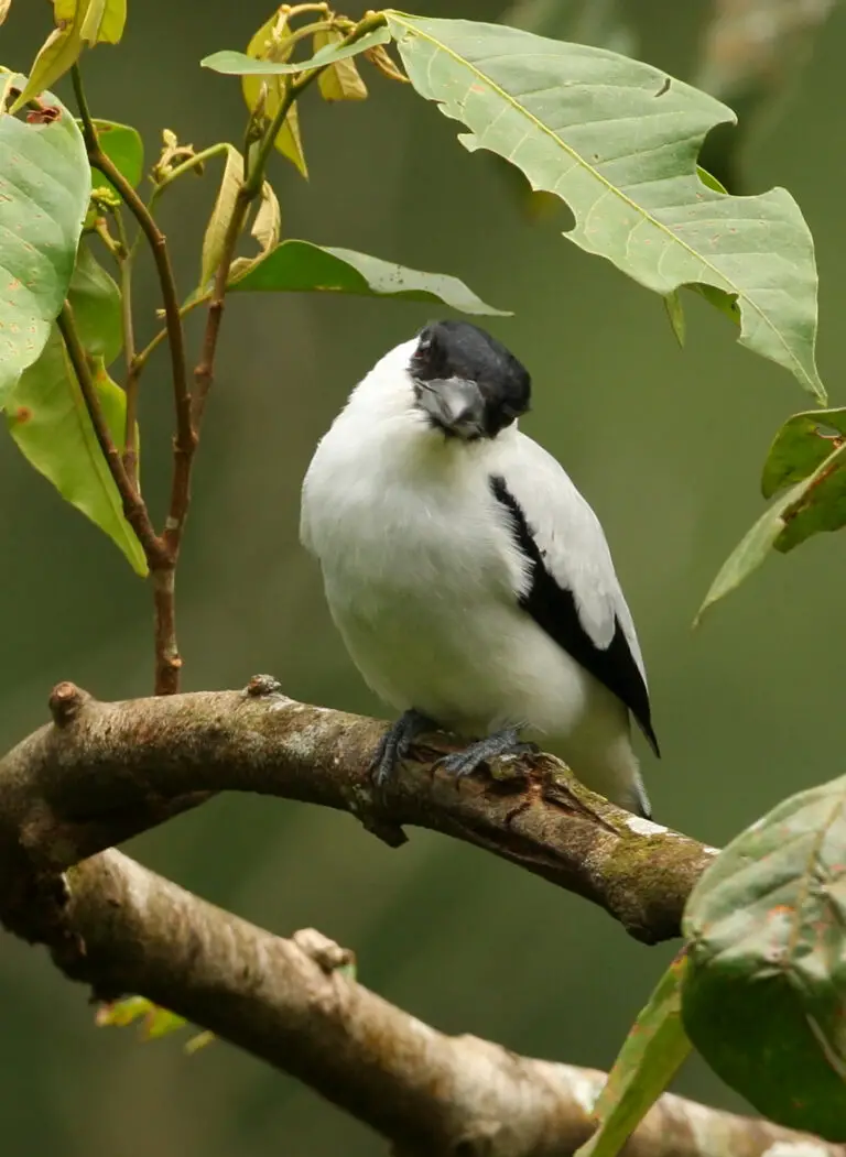 Black-crowned tityra