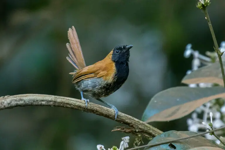 Black-faced rufous warbler