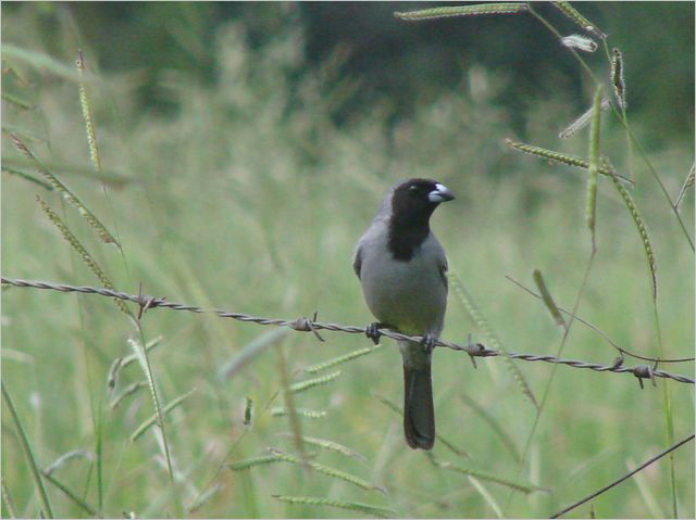 Black-faced tanager