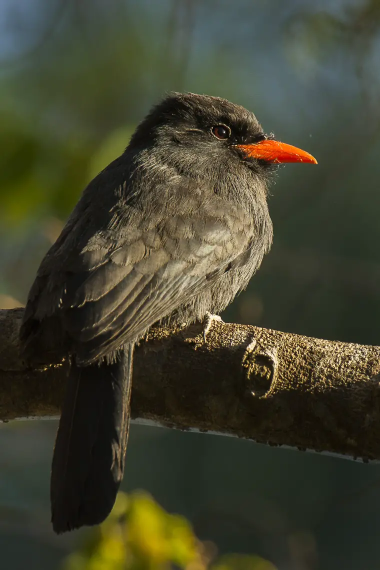 Black-fronted nunbird