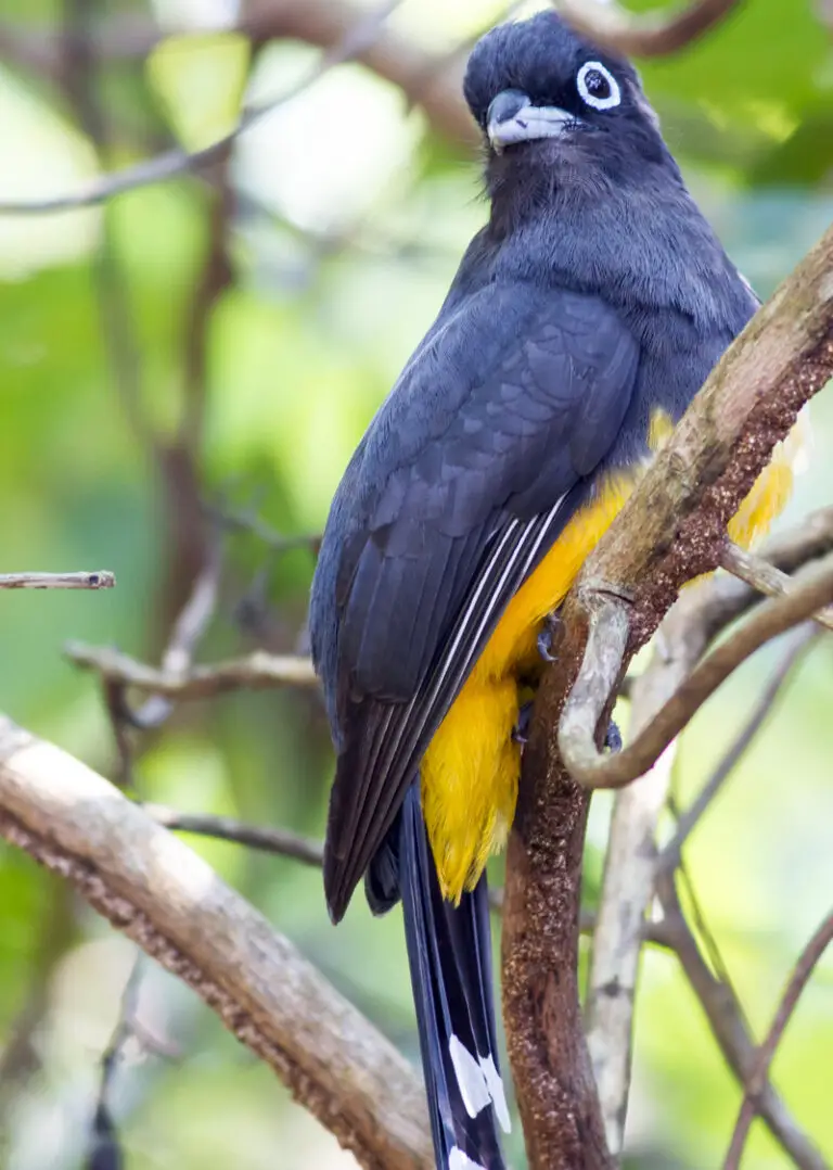 Black-headed trogon