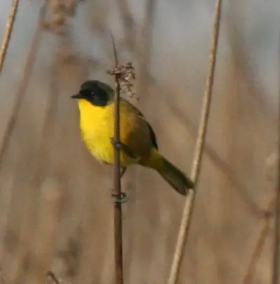 Black-polled yellowthroat