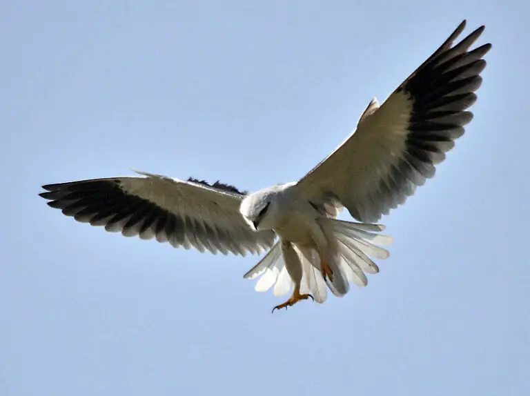 Black-winged kite