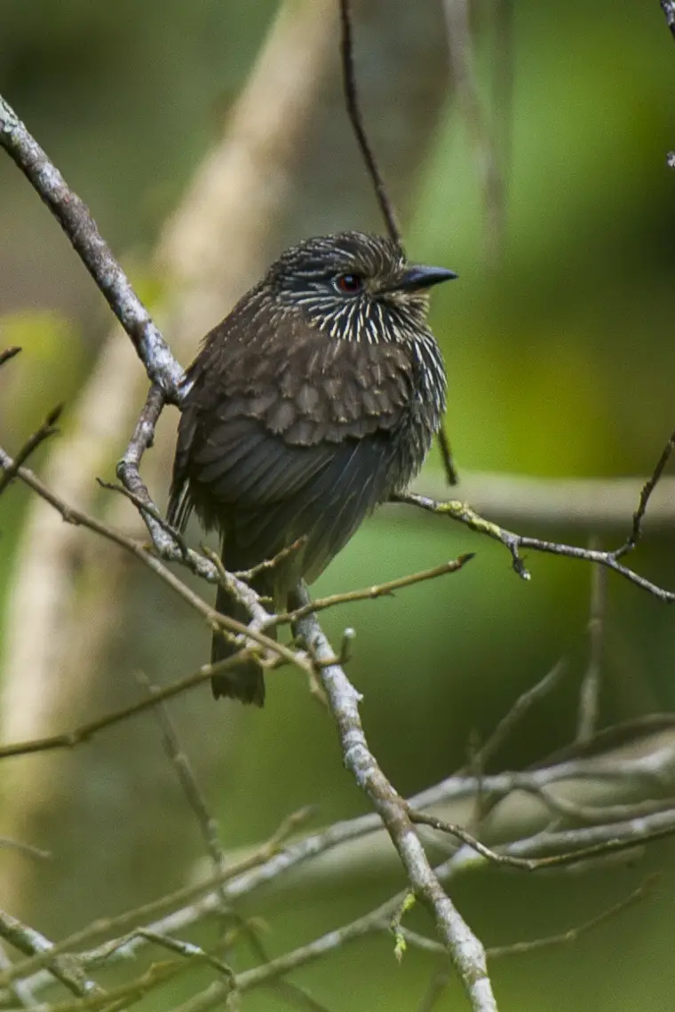 Black-streaked puffbird