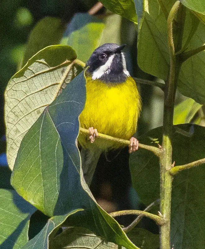 Black-throated apalis