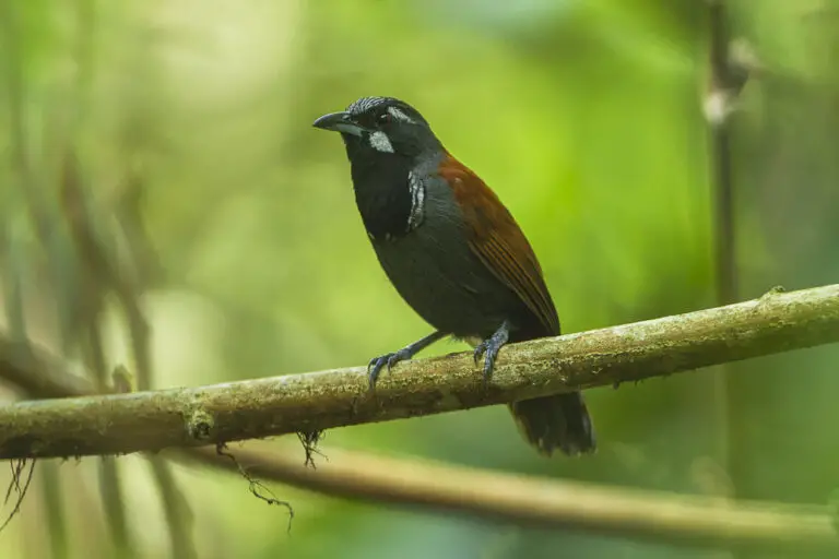 Black-throated babbler