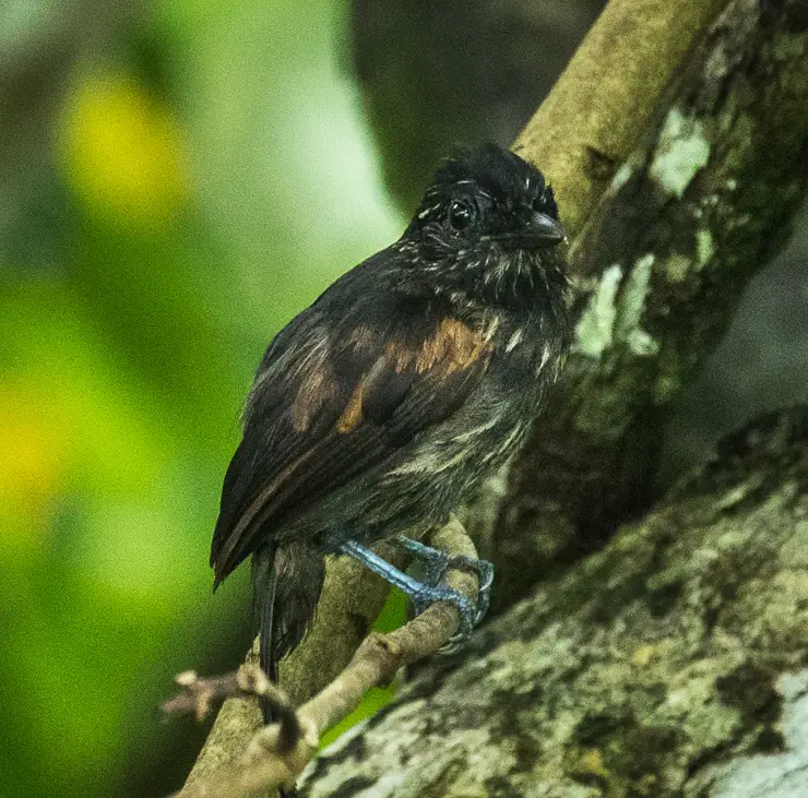 Black antshrike