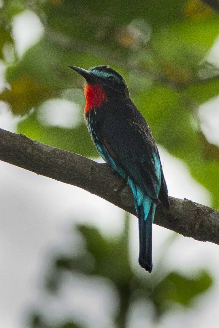 Black bee-eater