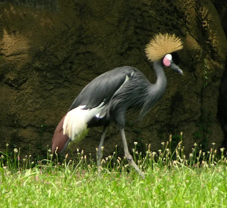 Black crowned crane