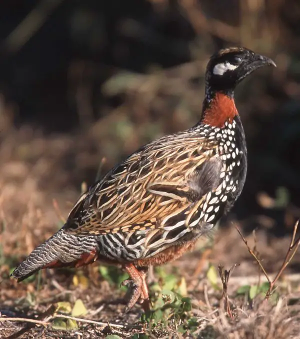 Black francolin