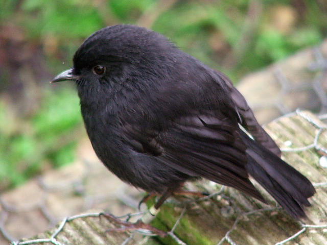 Black robin