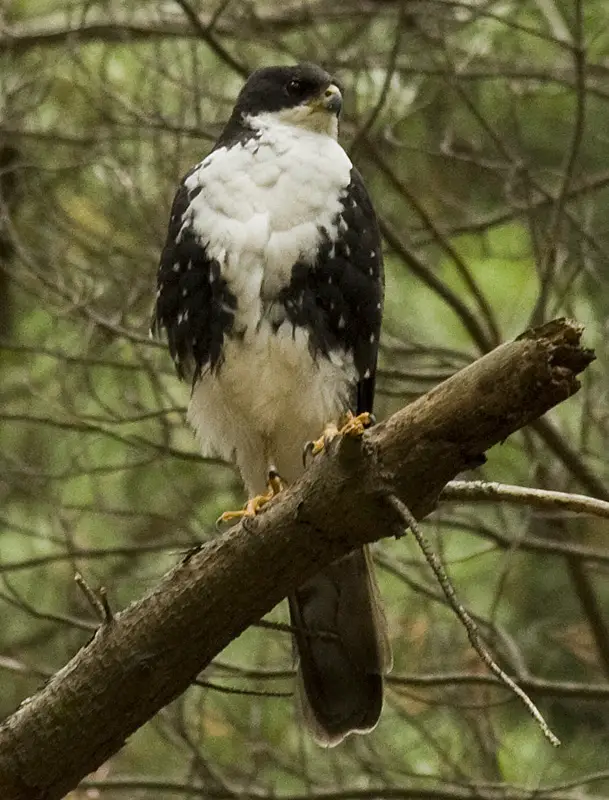 Black sparrowhawk