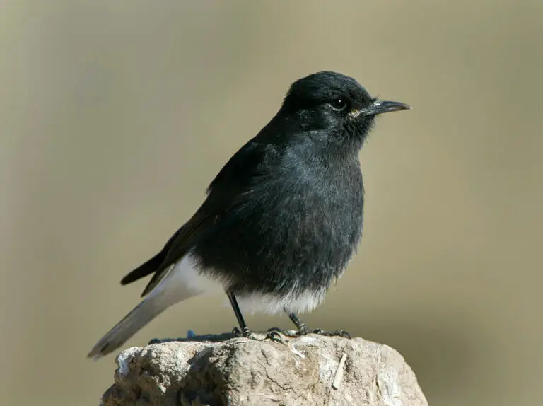 Black wheatear